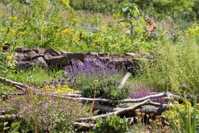 Blütengarten - Garten gestalten in Sachsen