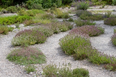 Ornamentgarten - Garten gestalten in Sachsen